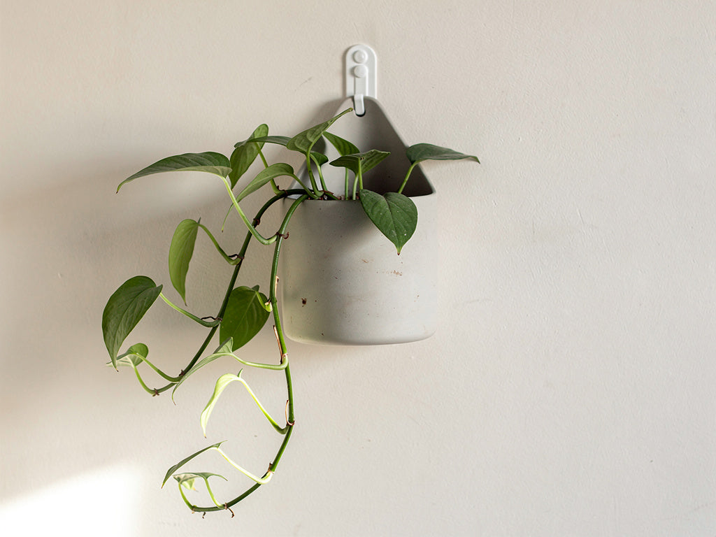 A ceramic wall planter with a trailing pothos mounted on a wall with an adhesive hook, no drilling