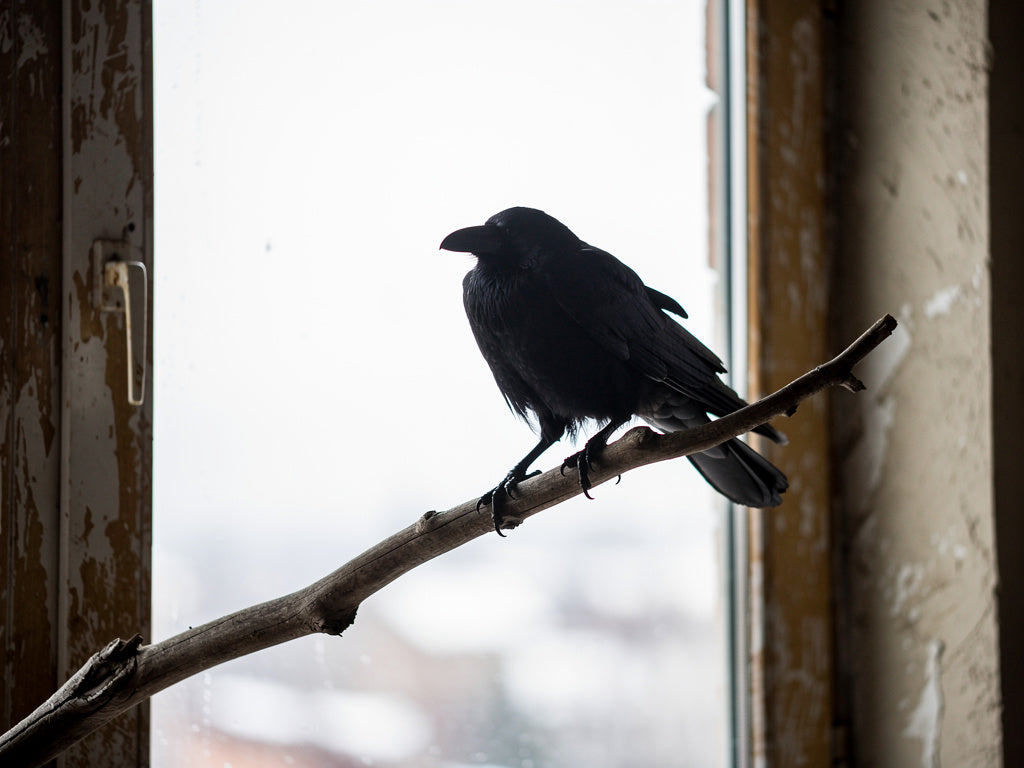 A single raven perched on a bare branch against an overcast sky