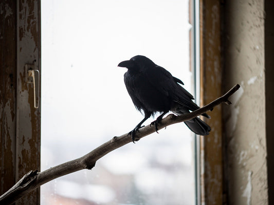 A single raven perched on a bare branch against an overcast sky
