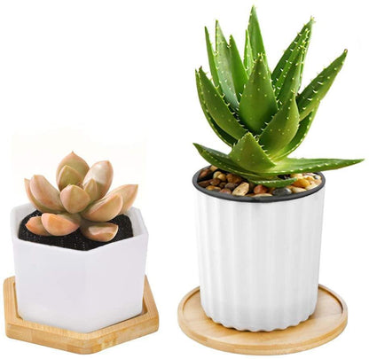 Bamboo Saucer Trays for Plant Pots, Six Shapes, view 11