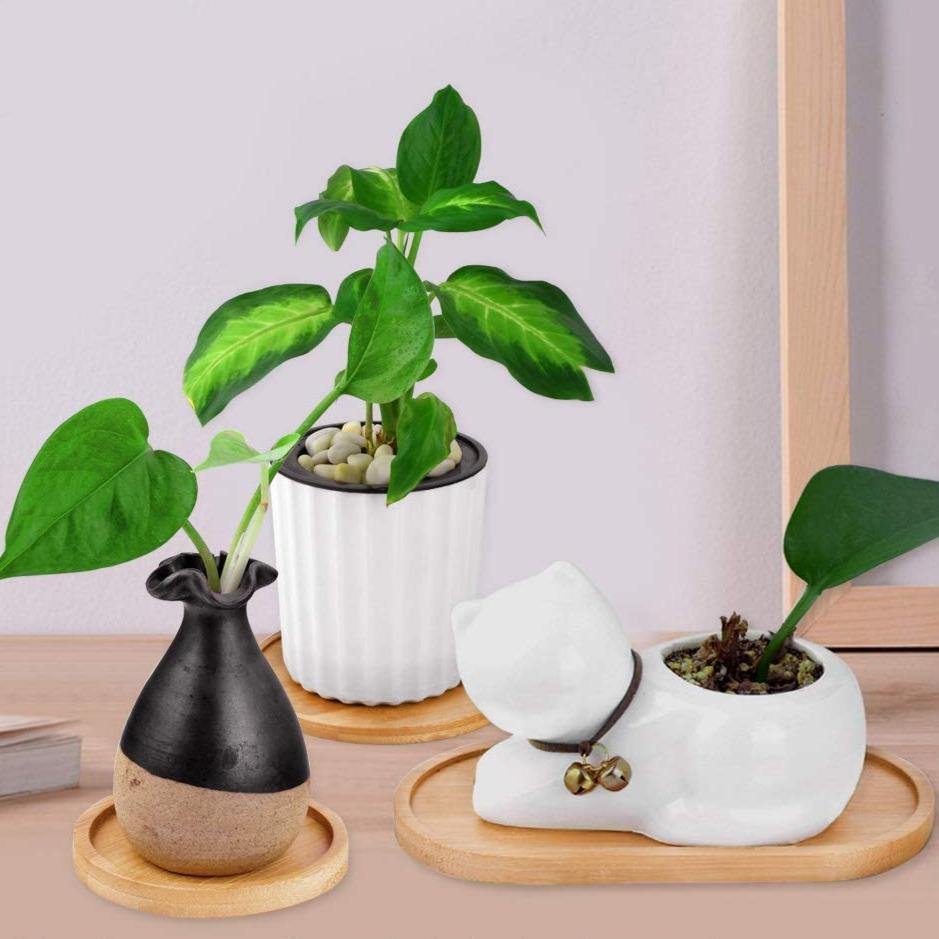 Bamboo Saucer Trays for Plant Pots, Six Shapes, view 7