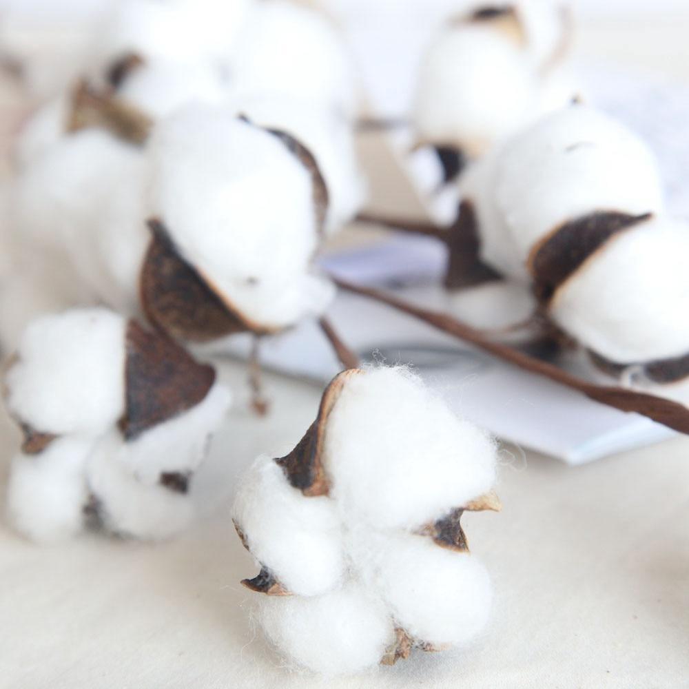 Dried Cotton Boll Branch Spray, 21 in Stem, view 7