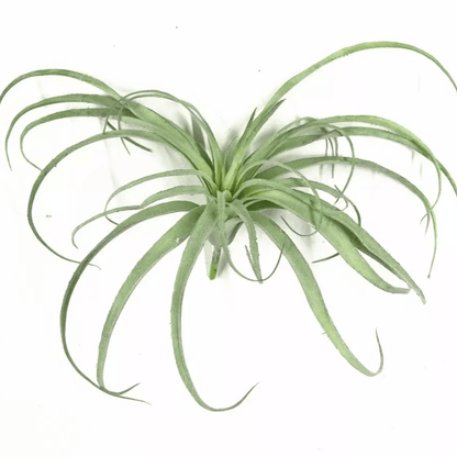 Faux Tillandsia Air Plant, 6 in or 14 in Across, view 4