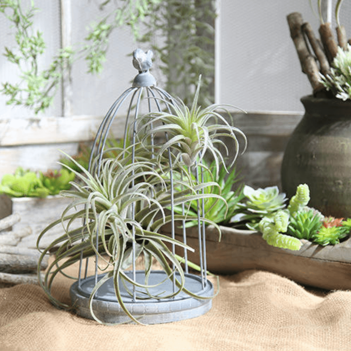 Faux Tillandsia Air Plant, 6 in or 14 in Across, view 2