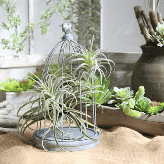 Faux Tillandsia Air Plant, 6 in or 14 in Across, view 2