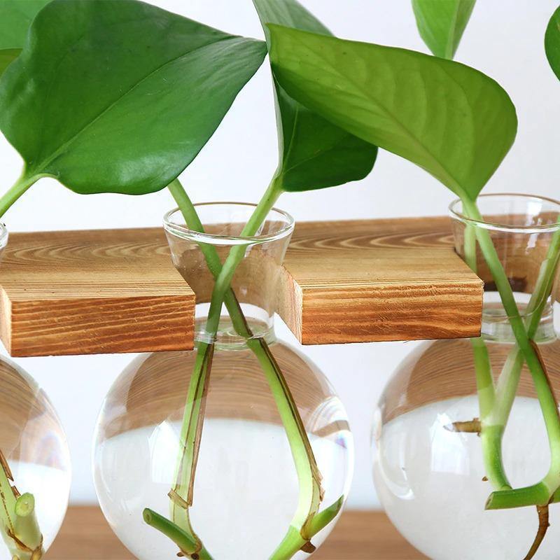 Glass Propagation Bulbs on a Wood and Metal Stand, view 6