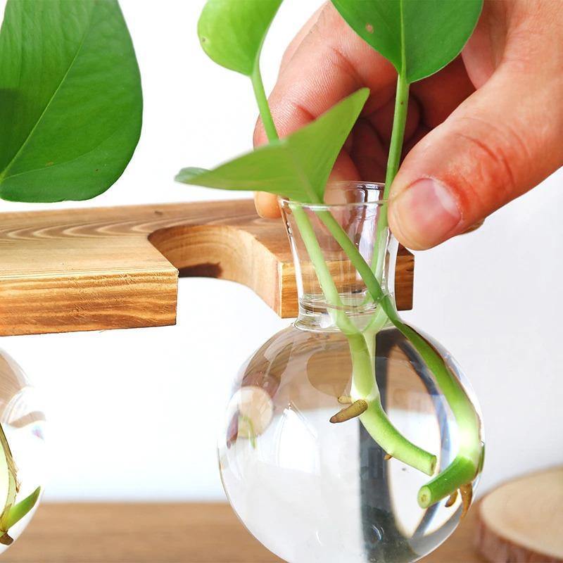 Glass Propagation Bulbs on a Wood and Metal Stand, view 13