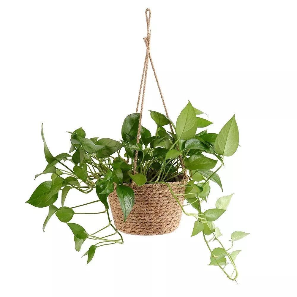 Jute Rope Hanging Planter Basket, 7.9 in, view 10