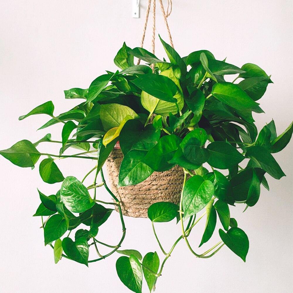 Jute Rope Hanging Planter Basket, 7.9 in, view 5