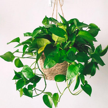 Jute Rope Hanging Planter Basket, 7.9 in, view 5