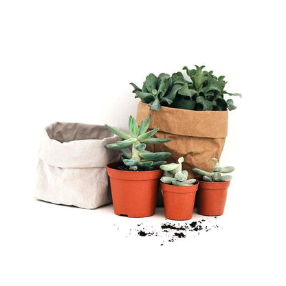 Water Resistant Paper Planter Pouch in Three Sizes, view 3