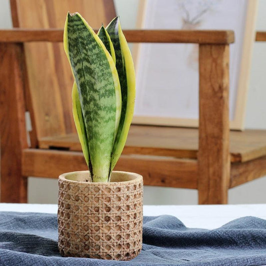 Concrete Planter with Woven Rattan Texture, Three Sizes, view 2