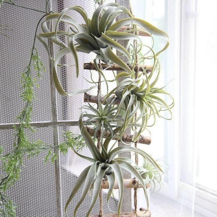 Faux Tillandsia Air Plant, 6 in or 14 in Across