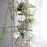 Faux Tillandsia Air Plant, 6 in or 14 in Across