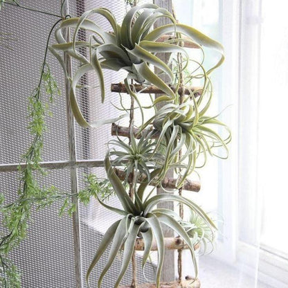 Faux Tillandsia Air Plant, 6 in or 14 in Across