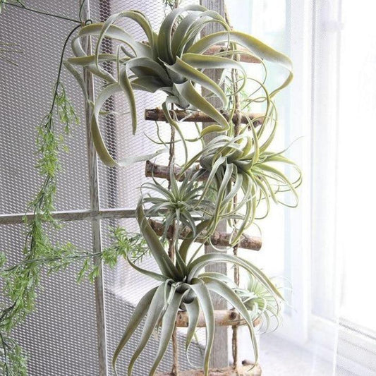 Faux Tillandsia Air Plant, 6 in or 14 in Across
