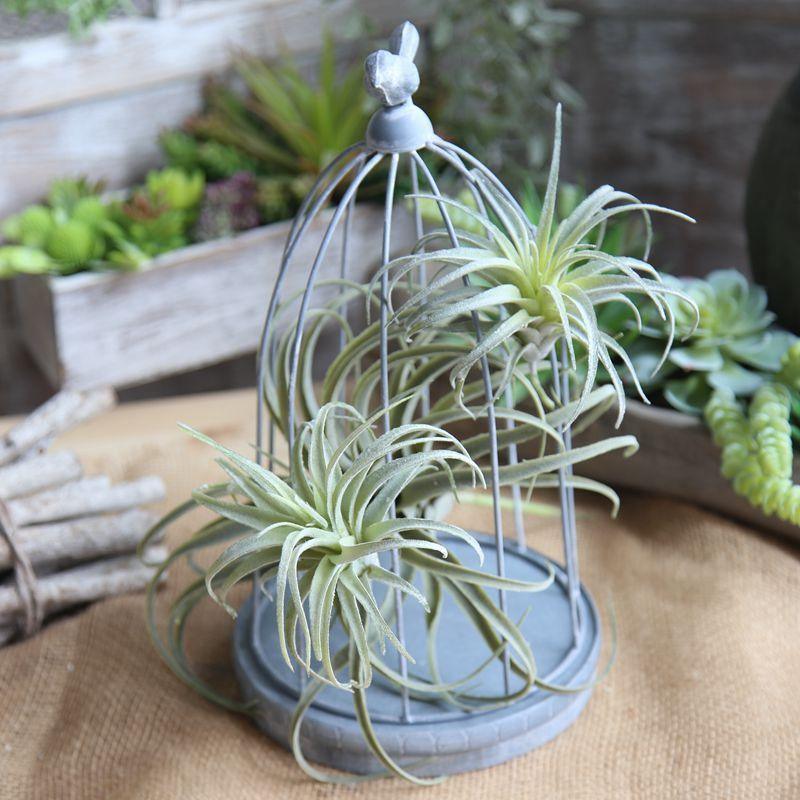 Faux Tillandsia Air Plant, 6 in or 14 in Across, view 5